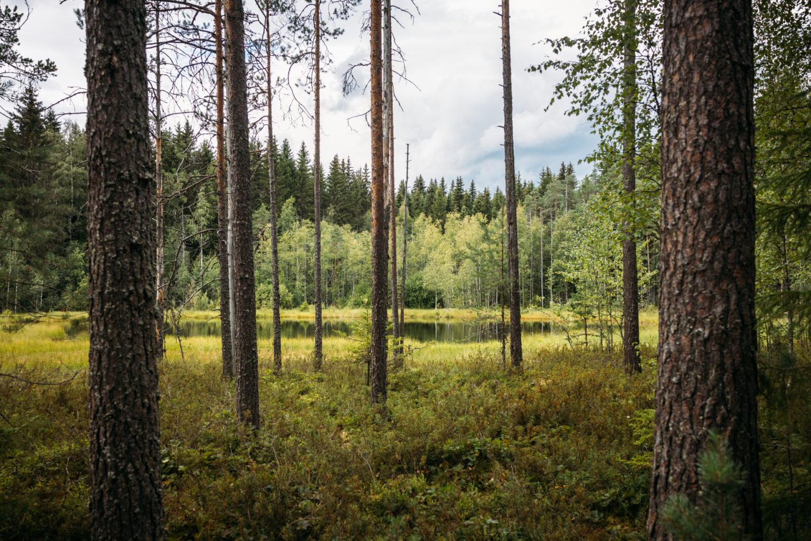 Lahti mukana ilmanlaadun bioindikaattoritutkimuksessa