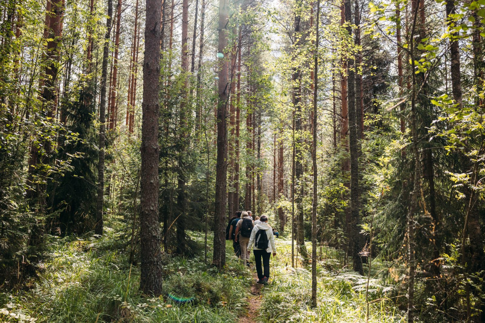 Tapanilan ulkoilualueella metsänhoitotöitä elokuun alussa