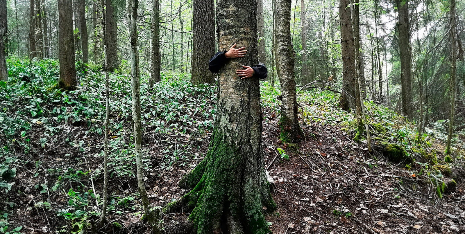 Lahti juhlii luontoa: Puunhalausviikko ja luontoretkiä