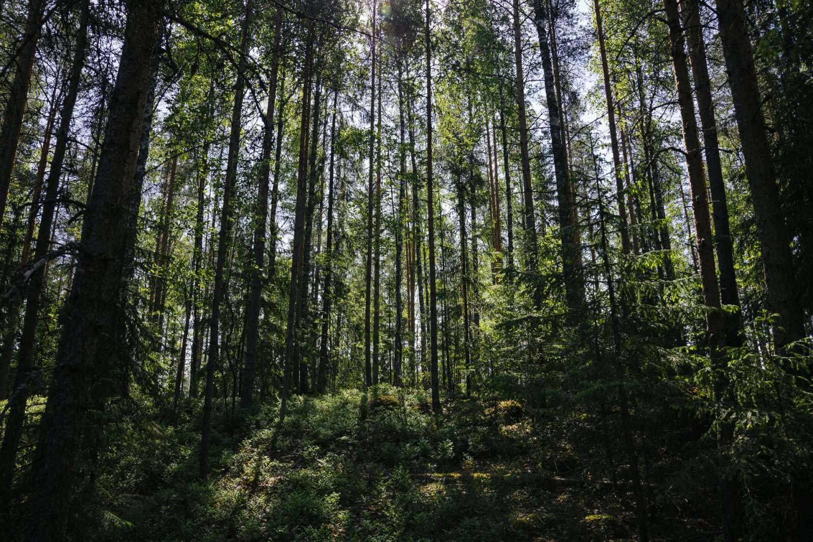 Lahden metsien uudet hoito- ja käyttöperiaatteet hyväksytty