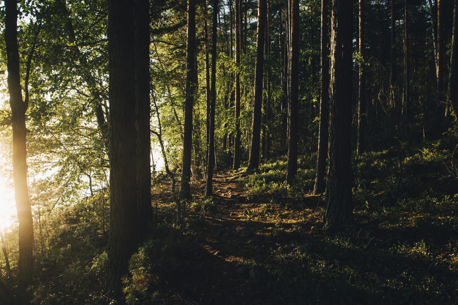 Lahden asukkaat voivat osallistua lähiluontoretkille syksyllä