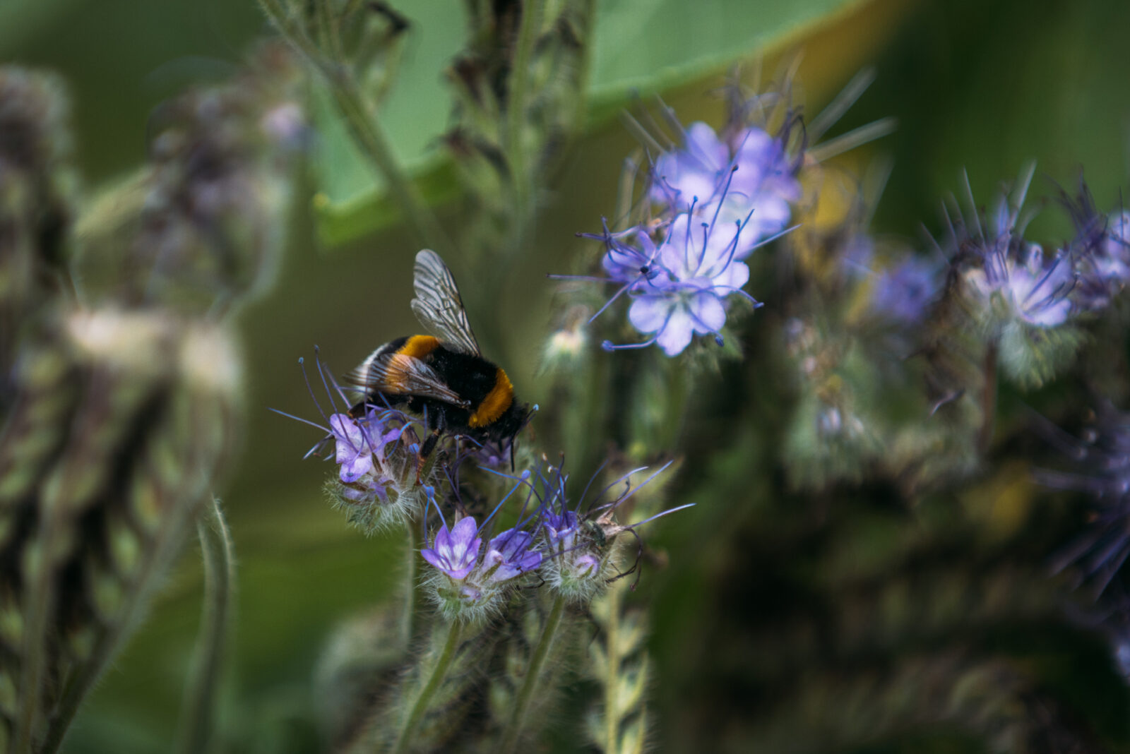 Lahti lisää niittyjä pölyttäjille