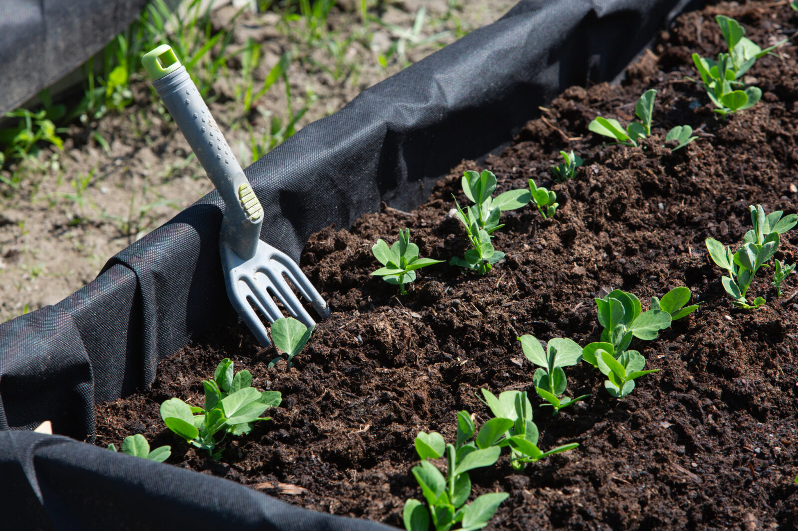 Lahden nuorten yhteisöpuutarha saa jatkoaikaa