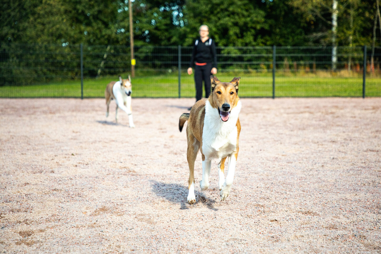 Lahteen uusi koirapuisto Kariniemeen!